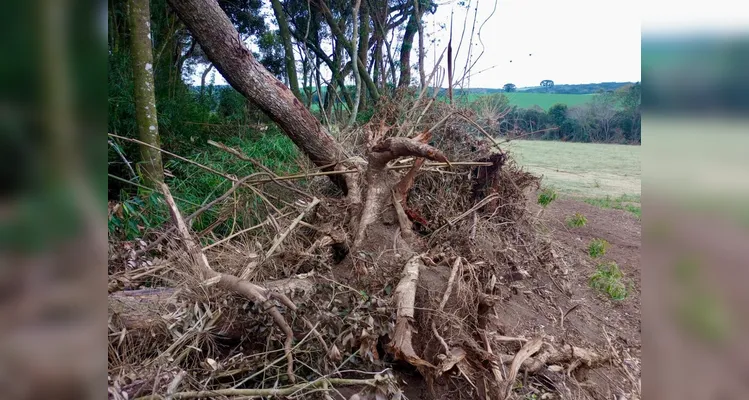 Araucárias ameaçadas e mais de 4 hectares devastados; Polícia atua após denúncia em Lapa