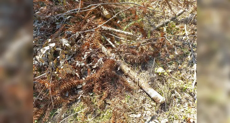 Mulher é multada por cortar cerca de 135 araucárias em área rural de Rio Azul