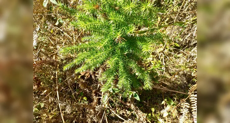 Mulher é multada por cortar cerca de 135 araucárias em área rural de Rio Azul