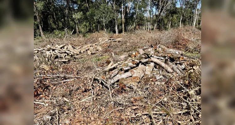 PM Ambiental multa em R$ 62 mil dois homens por crimes ambientais em PG e Imbituva