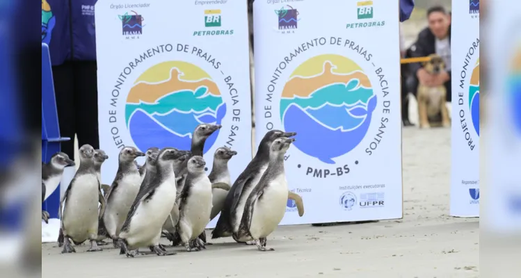 Pinguins-de-Magalhães reabilitados retornam ao mar no litoral do Paraná