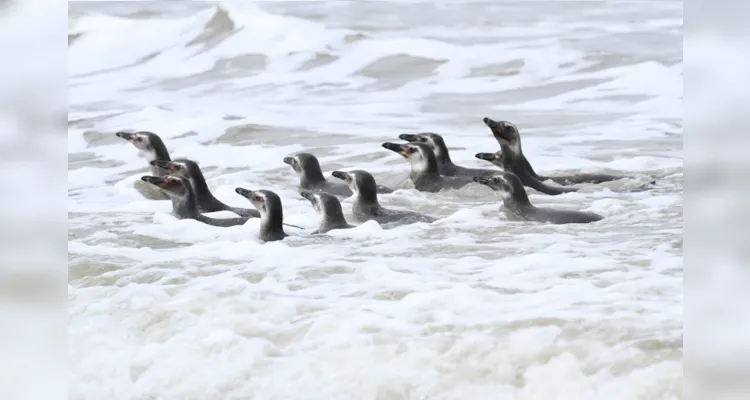 Pinguins-de-Magalhães reabilitados retornam ao mar no litoral do Paraná