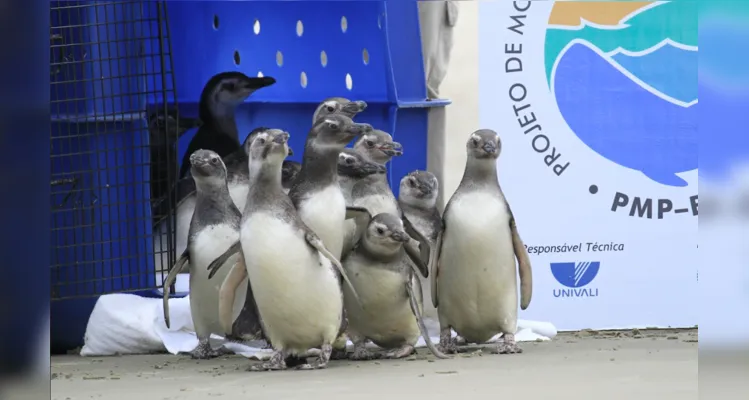 Pinguins-de-Magalhães reabilitados retornam ao mar no litoral do Paraná