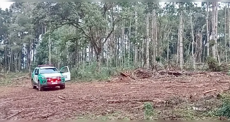 Cortes ilegais foram registrados em duas cidades