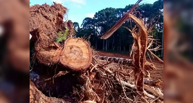 Cortes ilegais foram registrados em duas cidades