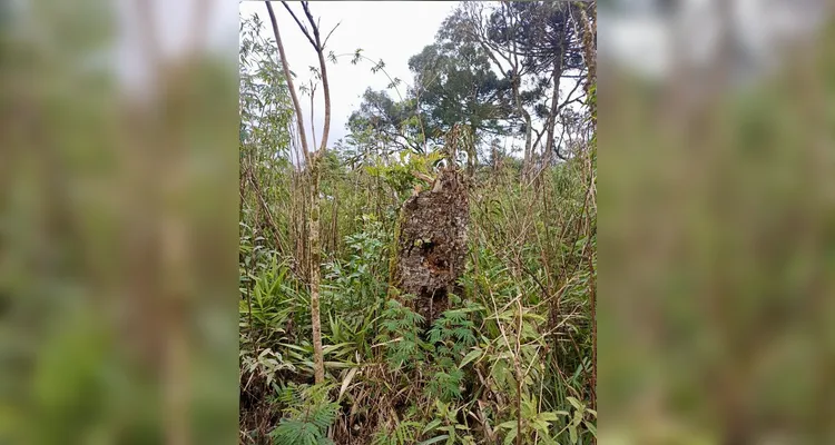 Infratores são autuados em R$ 174 mil por desmatamento em Mallet
