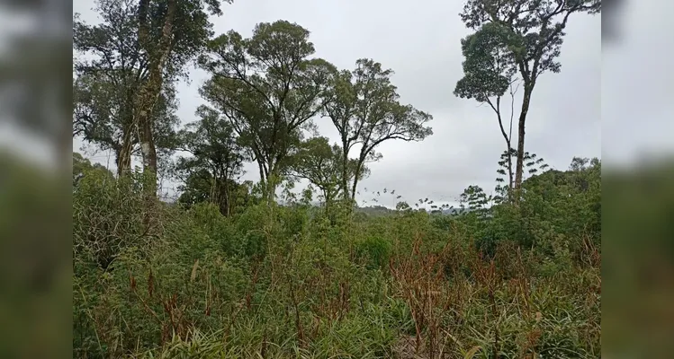 Infratores são autuados em R$ 174 mil por desmatamento em Mallet