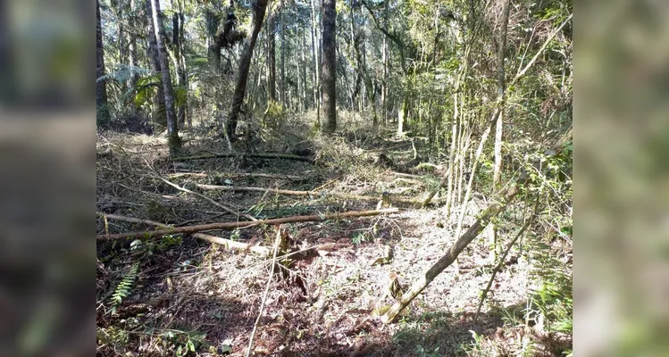 Homem é multado em R$ 200 mil por crime ambiental em Teixeira Soares