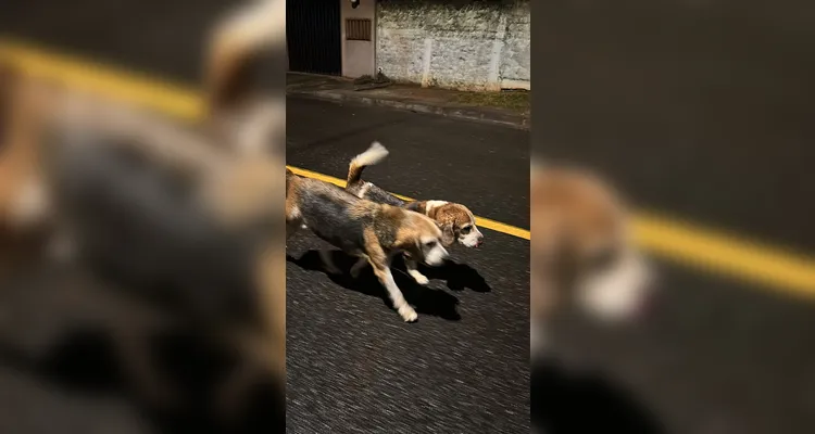 Tutora pede ajuda para encontrar cães desaparecidos no 'Santa Lúcia'