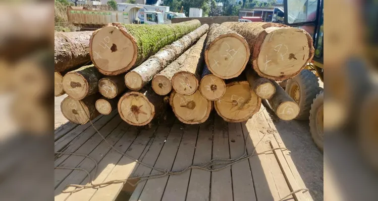Caminhão é apreendido com toras de araucária em Piraí do Sul; espécie está em extinção