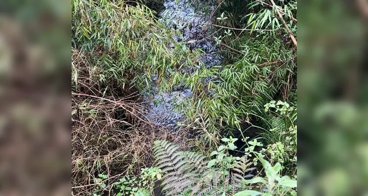 Polícia Ambiental autua infrator e embarga 14,5 hectares em Inácio Martins
