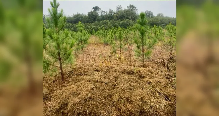 Polícia Ambiental autua infrator e embarga 14,5 hectares em Inácio Martins