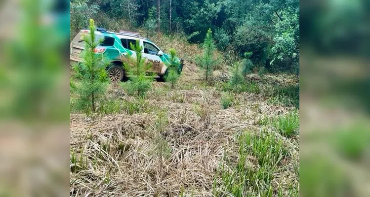 Polícia Ambiental autua infrator e embarga 14,5 hectares em Inácio Martins