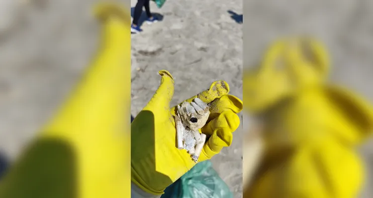 Mutirão de limpeza de praias retira 4,4 toneladas de lixo do litoral