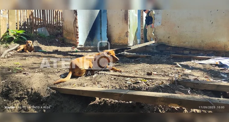 Três cachorros são vítimas de maus-tratos a animais em Telêmaco Borba