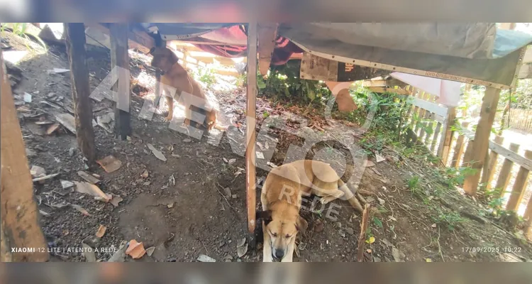 Três cachorros são vítimas de maus-tratos a animais em Telêmaco Borba