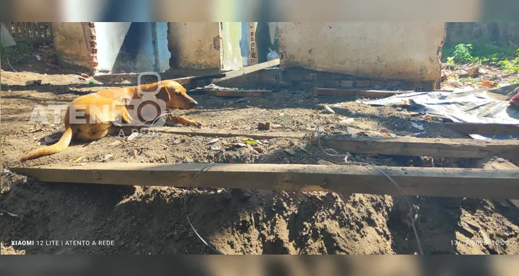 Três cachorros são vítimas de maus-tratos a animais em Telêmaco Borba