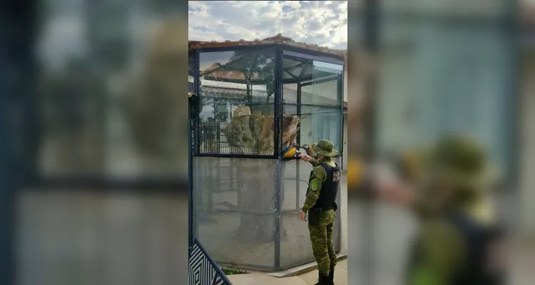 Animais silvestres mantidos em cativeiro são resgatados em Carambeí