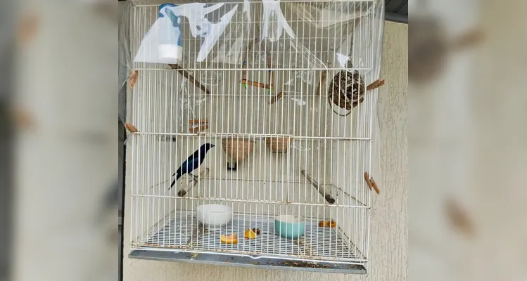 Animais silvestres mantidos em cativeiro são resgatados em Carambeí
