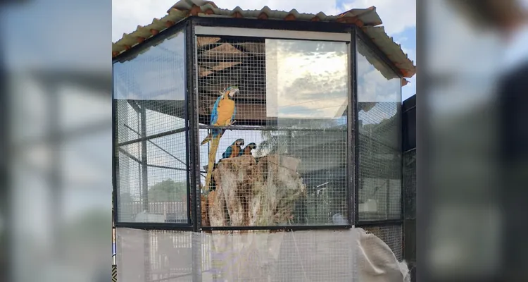 Animais silvestres mantidos em cativeiro são resgatados em Carambeí