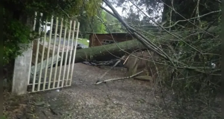 Palmeira registra alagamentos e prejuízos causados pela chuva