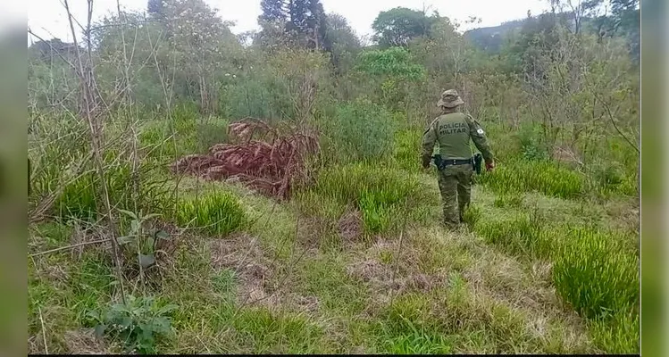 Polícia Ambiental flagra corte ilegal de 139 pinheiros de Araucária em Irati