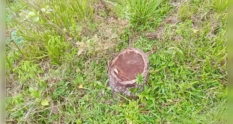 Polícia Ambiental flagra corte ilegal de 139 pinheiros de Araucária em Irati