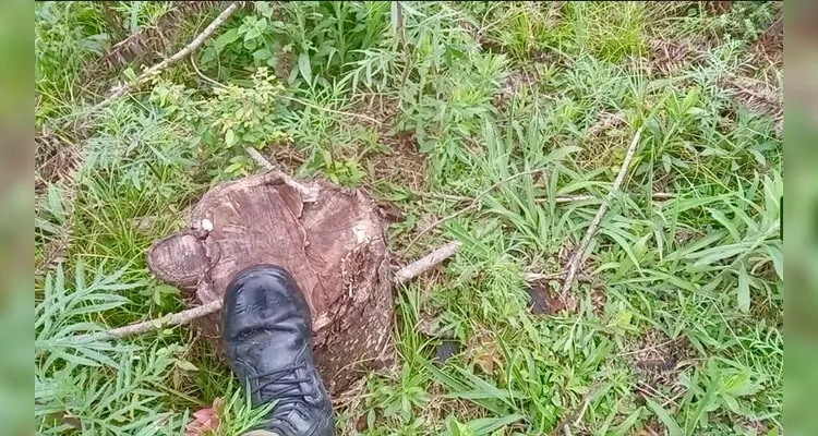 Polícia Ambiental flagra corte ilegal de 139 pinheiros de Araucária em Irati