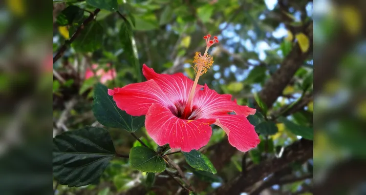 Expo&Flor realiza o 8º Concurso de Fotografia; confira os prêmios