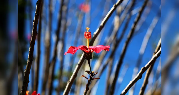 Expo&Flor realiza o 8º Concurso de Fotografia; confira os prêmios