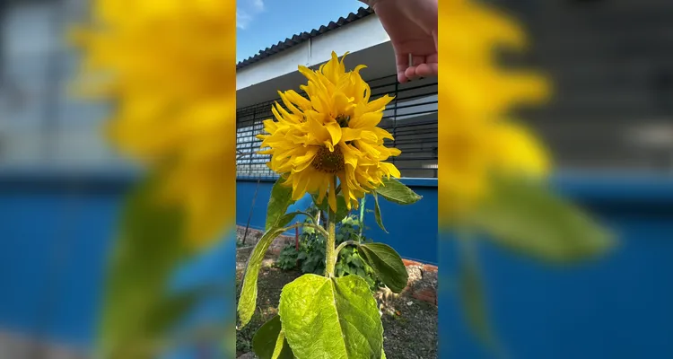 Proposta contou com diversificado trabalho dentro e fora da sala de aula; confira os registros.