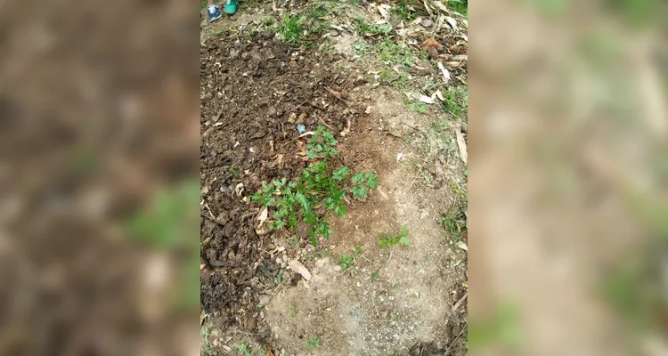 Confira o amplo trabalho ambiental dentro e fora da sala de aula.