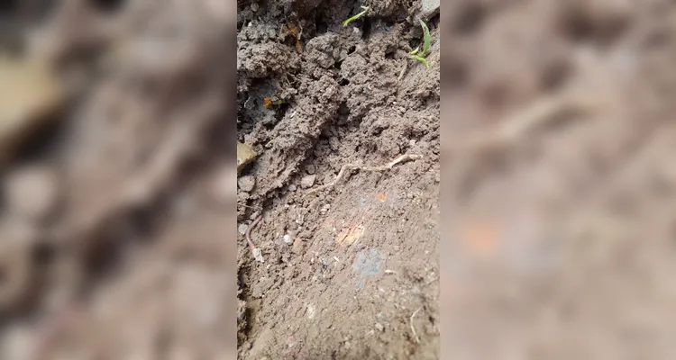 Confira o amplo trabalho ambiental dentro e fora da sala de aula.