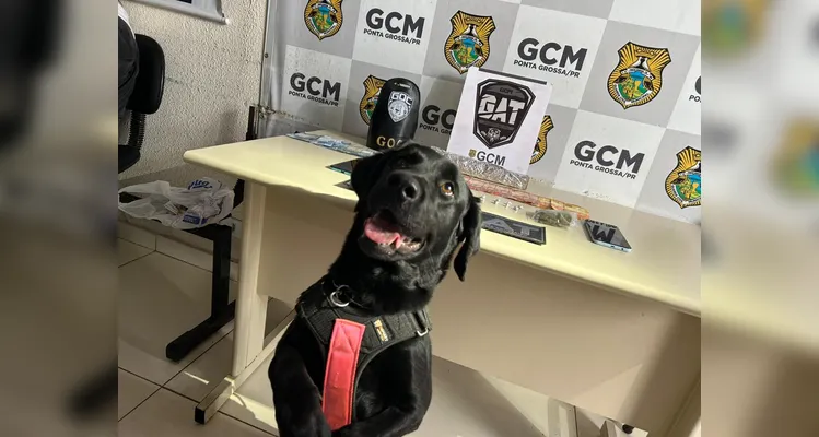 Cão Tókio auxiliou na apreensão das drogas e objetos encontrados na residência