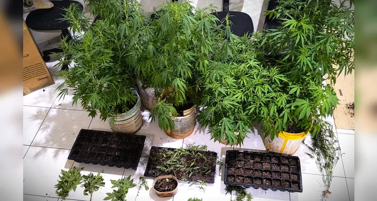 Discussão em jogo de truco termina com a apreensão de ‘84 pés’ de maconha em Telêmaco