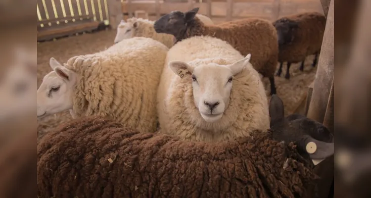 Fazenda Escola e Curso de Zootecnia ganham premiação por tratamento com ovinos
