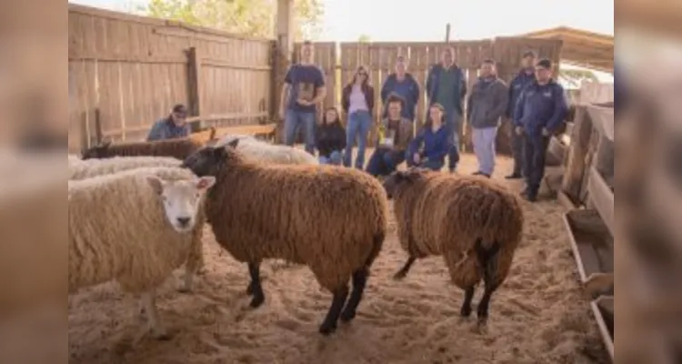 Fazenda Escola e Curso de Zootecnia ganham premiação por tratamento com ovinos