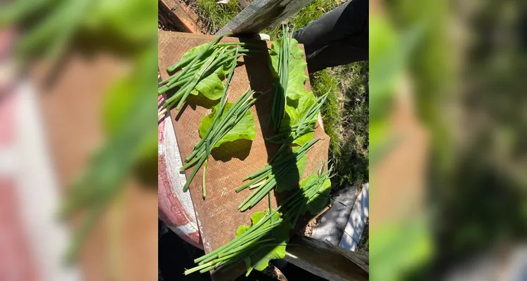 Uma das ações da turma foi a criação de uma horta escolar.