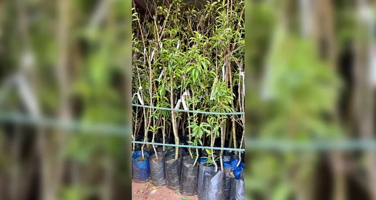Expo&Flor planta 300 mudas de árvores em Ponta Grossa