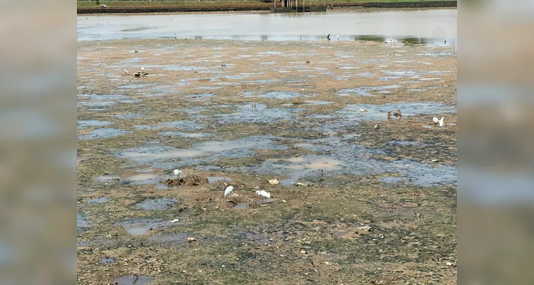 Lago de Olarias seca durante período de estudo para o desassoreamento