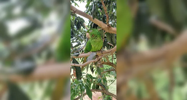 Veja os registros em sala e feitos pelos alunos junto à natureza.
