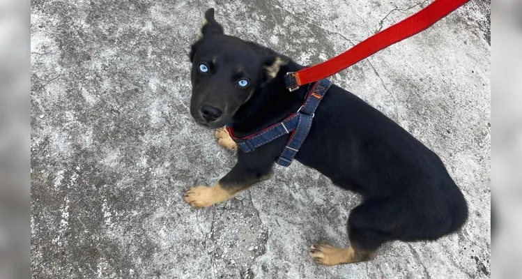 Família procura por filhote de Husky desaparecida em Ponta Grossa