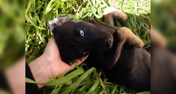 Família procura por filhote de Husky desaparecida em Ponta Grossa