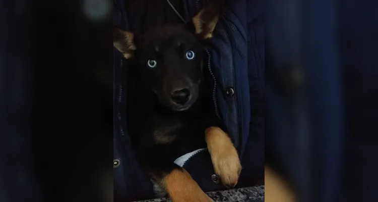 Família procura por filhote de Husky desaparecida em Ponta Grossa