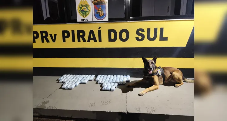 Cão farejador indica malas e PM apreende 14,498 kg de haxixe na PR-151