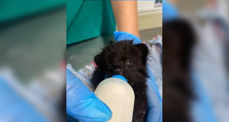 Segundo caso de gato-do-mato é registrado em SC em menos de uma semana