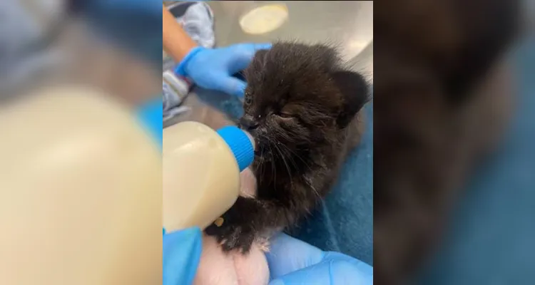 Segundo caso de gato-do-mato é registrado em SC em menos de uma semana