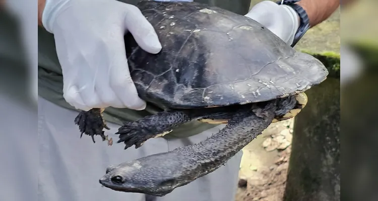 Após longa recuperação, cágado-pescoço-de-cobra retorna à natureza