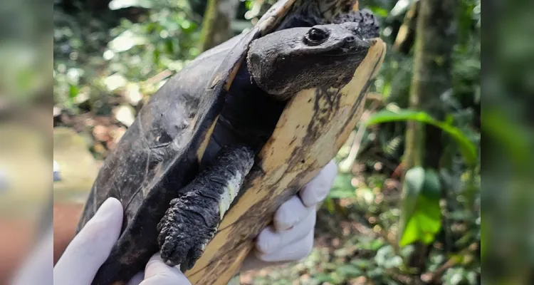 Após longa recuperação, cágado-pescoço-de-cobra retorna à natureza