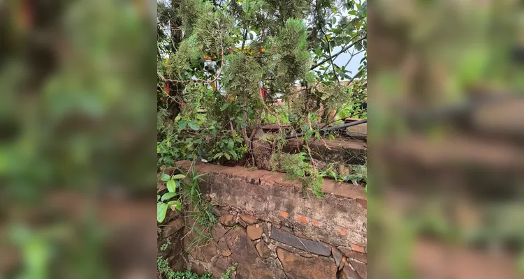 Jacaré é resgatado em zona rural no norte do Paraná